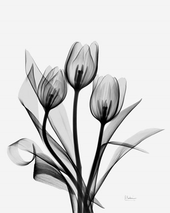 Framed Three Gray Tulips H14 Print