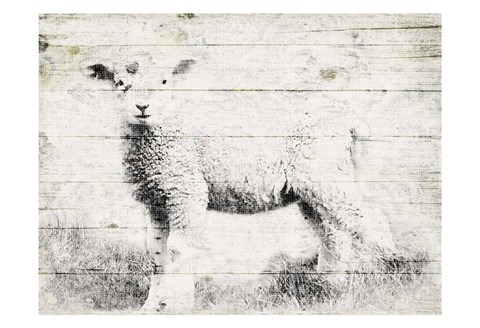 Framed Vintage Lamb Print