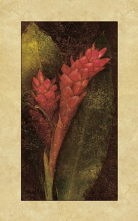 Framed Ginger Print