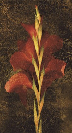 Framed Gladiola Print