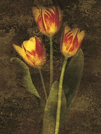 Framed Three Tulips Print
