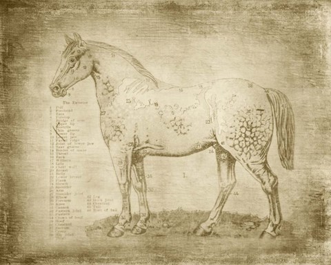 Framed Horse Anatomy 101 Print