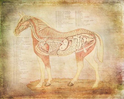 Framed Horse Anatomy 201 Print