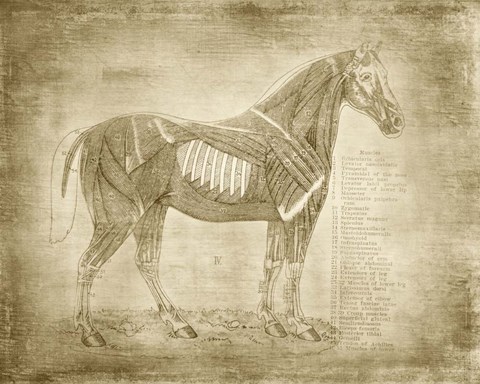 Framed Horse Anatomy 401 Print