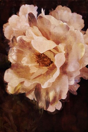 Framed White Beauty Print