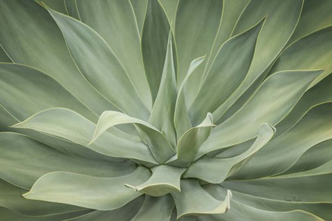 Framed Elegant Agave Print