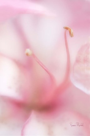 Framed Softness Print