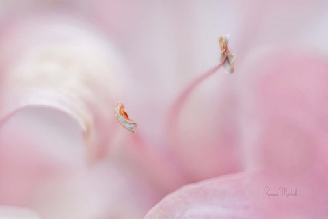 Framed Drifting in a Dream Print