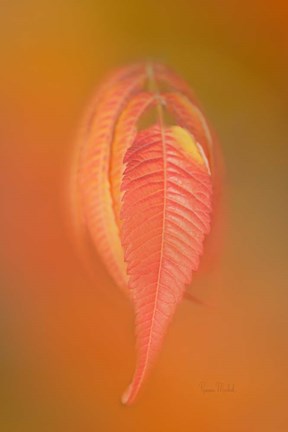 Framed Sumac Leaf Print