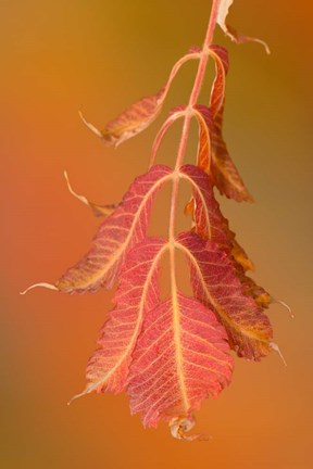 Framed Sumac Twig Print