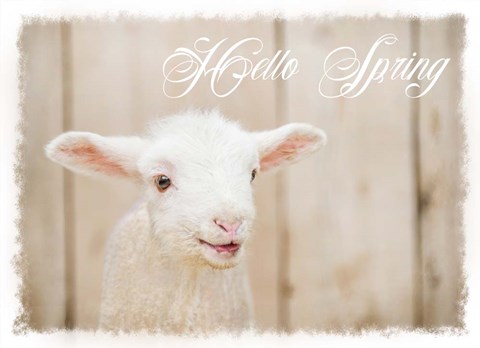 Framed Hello Spring Lamb Print