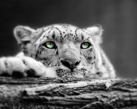 Framed Pop of Color Snow Leopard Eyes Print