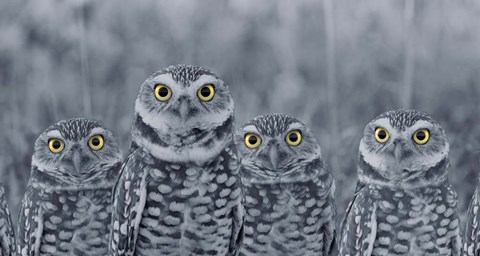 Framed Pop of Color Burrowing Owl Family Print