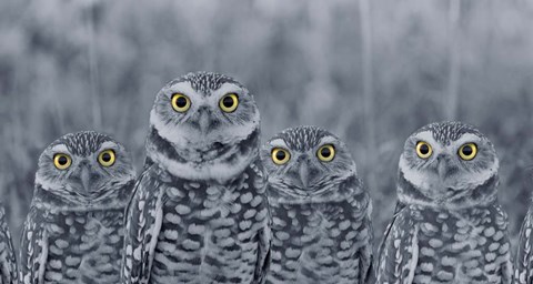 Framed Pop of Color Burrowing Owl Family Print