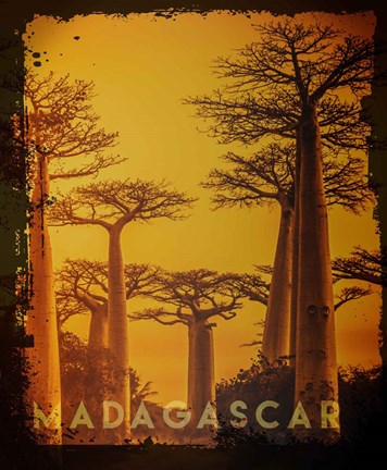 Framed Vintage Baobab Trees in Madagascar, Africa Print