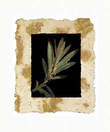 Framed Phillip Jaeger - Floral Noir I Size 19.75x23.75 Print