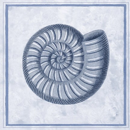 Framed Blue Nautilus A Print