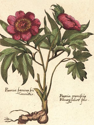 Framed Giant Peony I Print