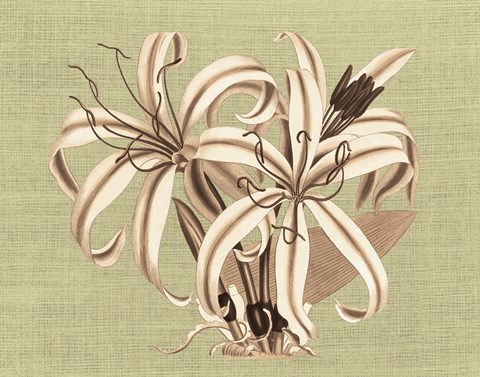 Framed Regence Lily I Print