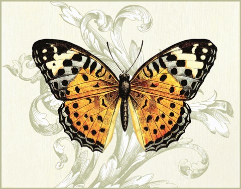 Framed Butterfly Theme IV Print