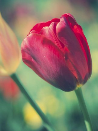 Framed Tulip Sway II Print