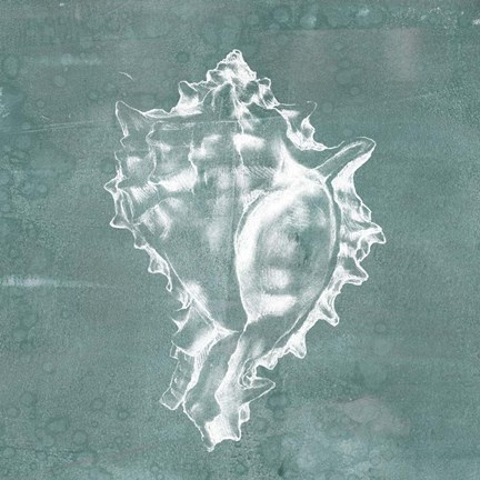 Framed Solitary Shell I Print