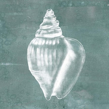 Framed Solitary Shell II Print