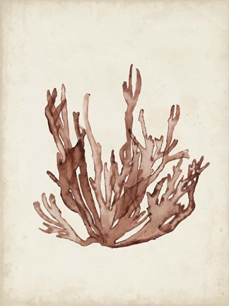 Framed Seaweed Specimens VII Print