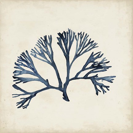 Framed Seaweed Specimens XI Print