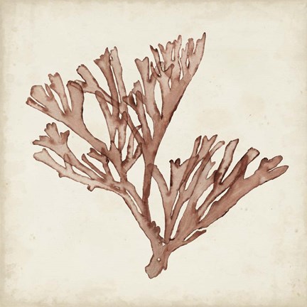 Framed Seaweed Specimens XIII Print