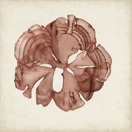 Framed Seaweed Specimens XIV Print