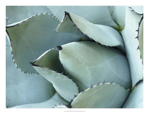 Framed Agave Detail I Print