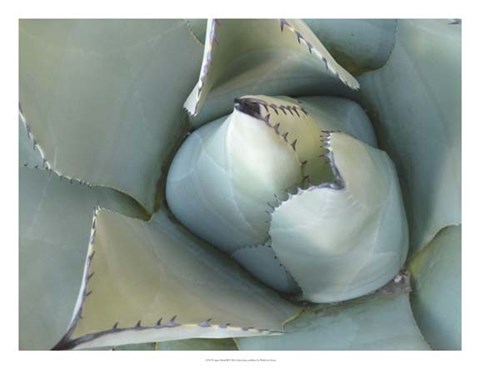 Framed Agave Detail III Print
