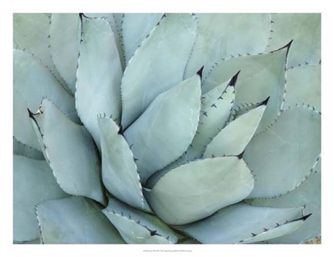 Framed Agave Detail IV Print