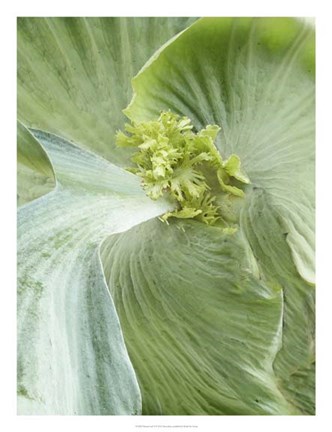 Framed Banana Leaf II Print