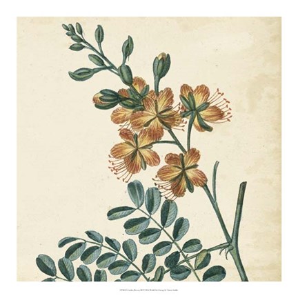 Framed Garden Bounty III Print