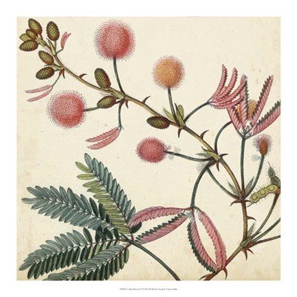 Framed Garden Bounty IV Print