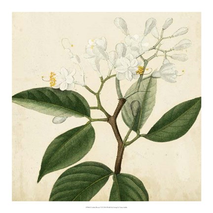 Framed Garden Bounty VI Print