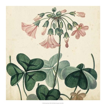 Framed Garden Bounty VIII Print