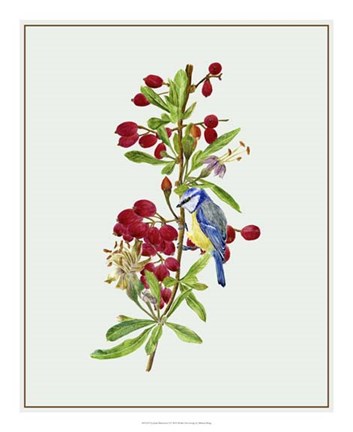 Framed Lycium Barbarum I Print