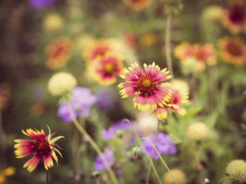 Framed Wild Blooms III Print