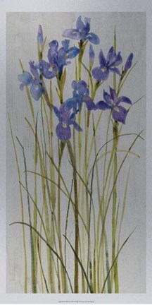 Framed Iris Patch I Print