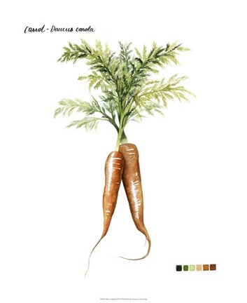 Framed Root Vegetable III Print