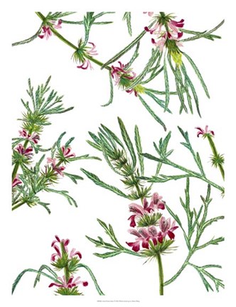 Framed Asian Flower Array I Print