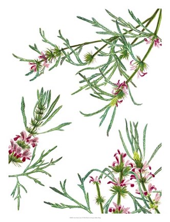 Framed Asian Flower Array II Print