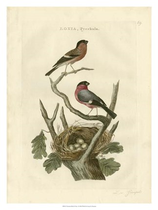 Framed Nozeman Birds &amp; Nests  I Print