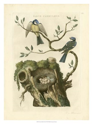 Framed Nozeman Birds &amp; Nests  III Print