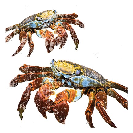 Framed Winter Crabs Print