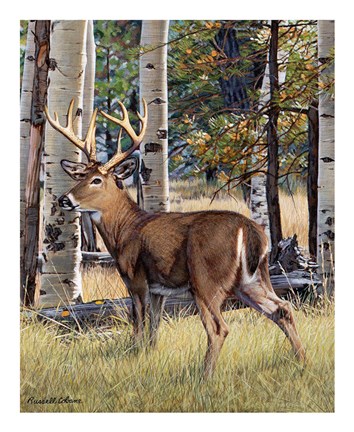 Framed Fall Whitetail Print