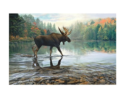 Framed Moose Crossing Print
